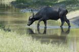 2039_Kaziranga_Buffalo_