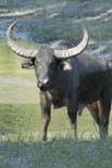 2057_Kaziranga_Buffalo_