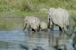 2191_Kaziranga_Wild_Elephants_