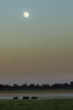 2317_Kaziranga_1_Landscape_