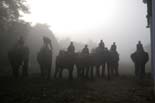 2335_Kazinranga_Elephant_Ride__
