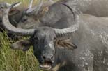 2461_Kaziranga_Buffalo_