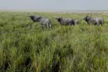 2466_Kaziranga_Buffalo_