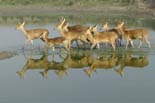 2485_Kaziranga_Barasingas_
