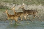 2494_Kaziranga_Barasingas_
