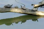 2632_Kaziranga_Tortues_