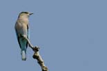 2667_Kaziranga_Indian_Roller_