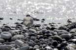 2942_Nameri_Ibisbill_