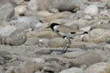 2964_Nameri_Long-billed_Plover_