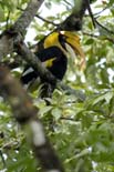 3133_Nameri_Great_Hornbill_