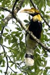 3165_Nameri_Great_Hornbill_