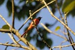 3712_Nameri_Scarlet_Minivet_