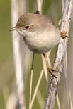 090413_LT_Fauvette_135__