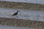 090502_024_LT_Courlis