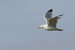 090502_270_LT_Goeland