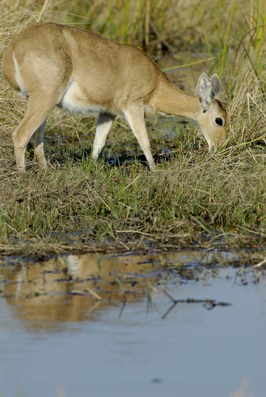 1845_Botswana_Khwai_
