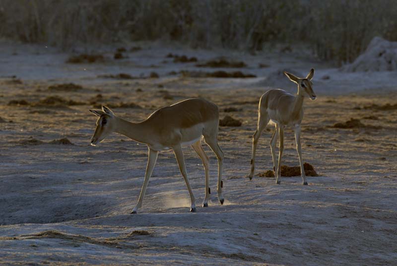 2854_Botswana_Khwai_Impalas