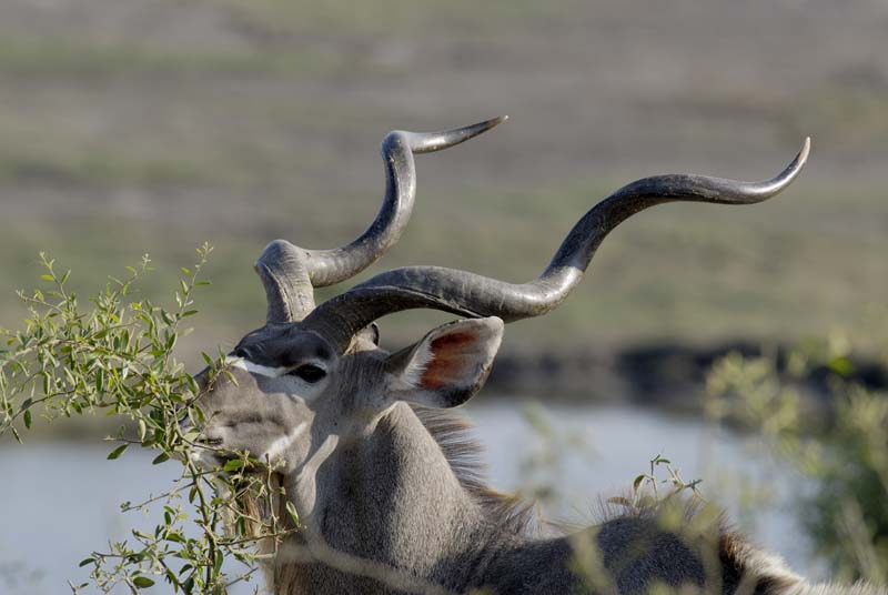 3682_Botswana_Chobe_Grand_Coudoux