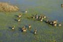 0161_Botswana_Maun_Red_lechwe