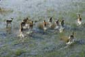 0175_Botswana_Maun_Red_lechwe