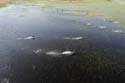 0176_Botswana_Maun_Red_lechwe