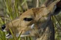 0924_Botswana_Xakanaxa_