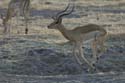 1062_Botswana_Xakanaxa_Impalas