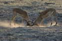 1091_Botswana_Xakanaxa_Impalas