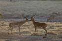 1103_Botswana_Xakanaxa_Impalas