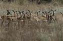 2200_Botswana_Khwai_Impalas
