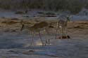 2854_Botswana_Khwai_Impalas