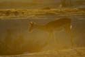 2858_Botswana_Khwai_Impalas