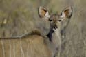 2987_Botswana_Savuti_Grand_Coudoux