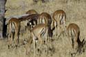 3026_Botswana_Savuti_Impalas