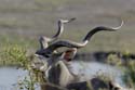 3682_Botswana_Chobe_Grand_Coudoux