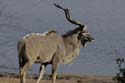3687_Botswana_Chobe_Grand_Coudoux