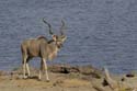 3698_Botswana_Chobe_Grand_Coudoux