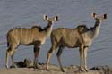3708_Botswana_Chobe_Grand_Coudoux_femelles