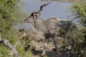 3714_Botswana_Chobe_Grand_Coudoux