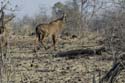 3894_Botswana_Chobe_Antilope_Rouan