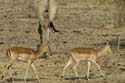 3909_Botswana_Chobe_Impalas