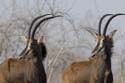 4952_Botswana_Chobe_Hippotragues_noirs