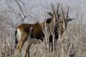 4962_Botswana_Chobe_Hippotragues_noirs