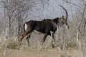 4968_Botswana_Chobe_Hippotragues_noirs