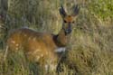 5089_Victoria_Falls_Bushbuck