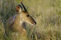 5095_Victoria_Falls_Bushbuck