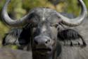 1323_Botswana_Xakanaxa_Buffles