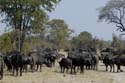 1328_Botswana_Xakanaxa_Buffles