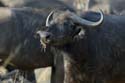 1511_Botswana_Xakanaxa_Buffles