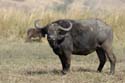 4481_Botswana_Chobe_Buffle